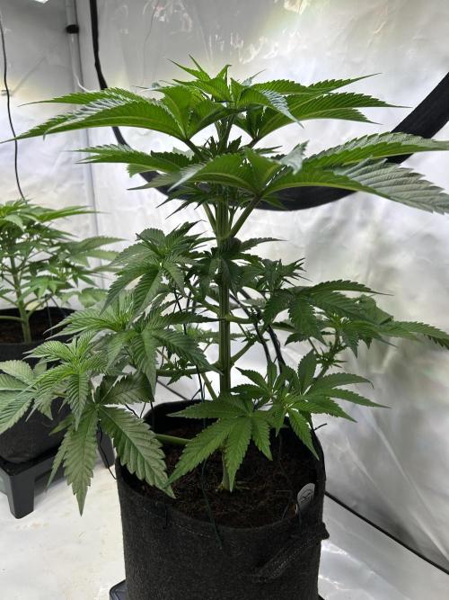 Melonade Runtz. Week 7