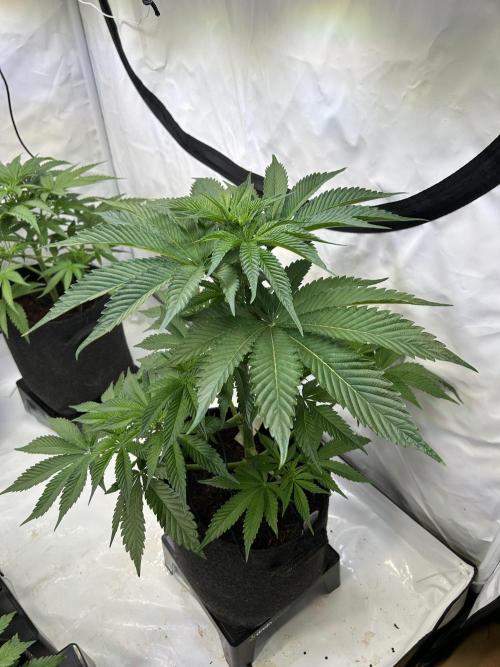 Melonade Runtz. Week 7