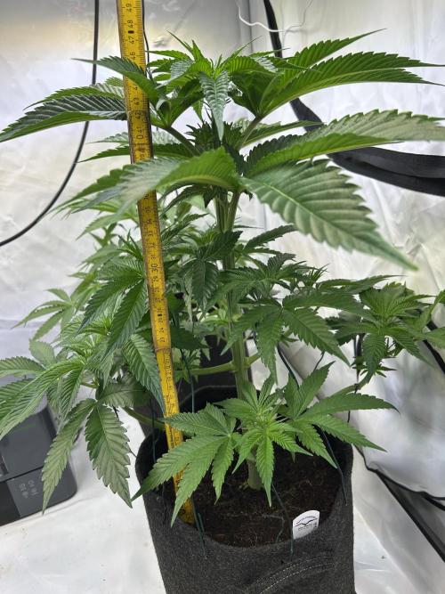 Melonade Runtz. Week 7