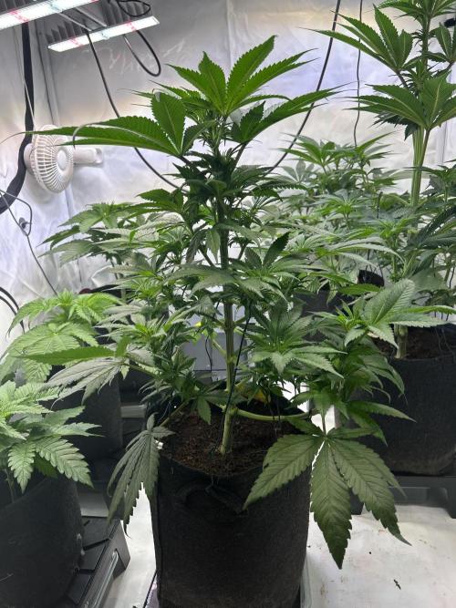 Blue zushi aka Blue Zenith. Week 8