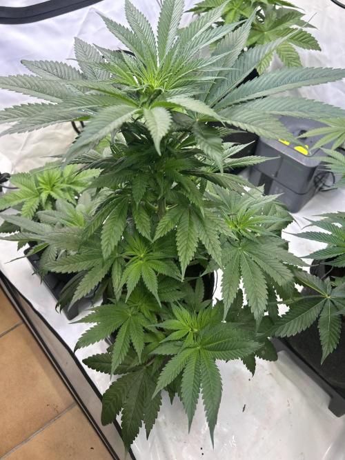 Blue zushi aka Blue Zenith. Week 8