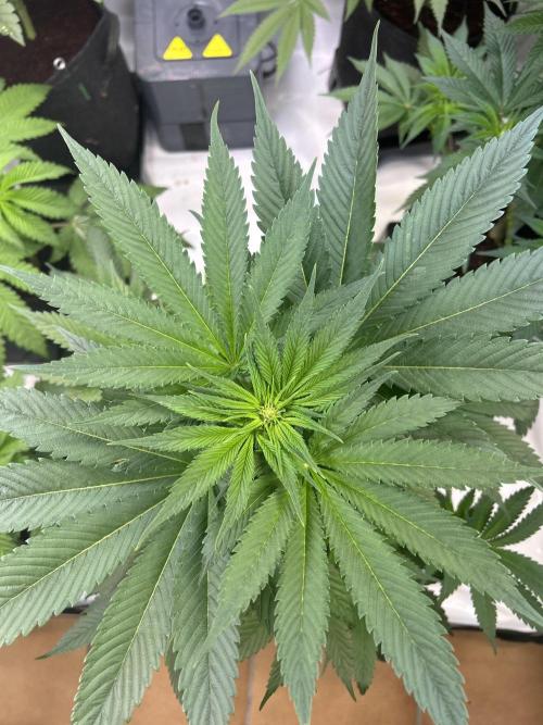 Blue zushi aka Blue Zenith. Week 8