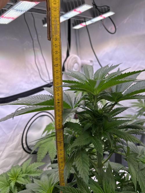 Blue Zenith. Week 8