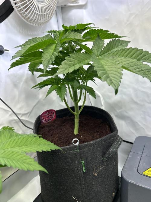 Gello-Z. Week 6