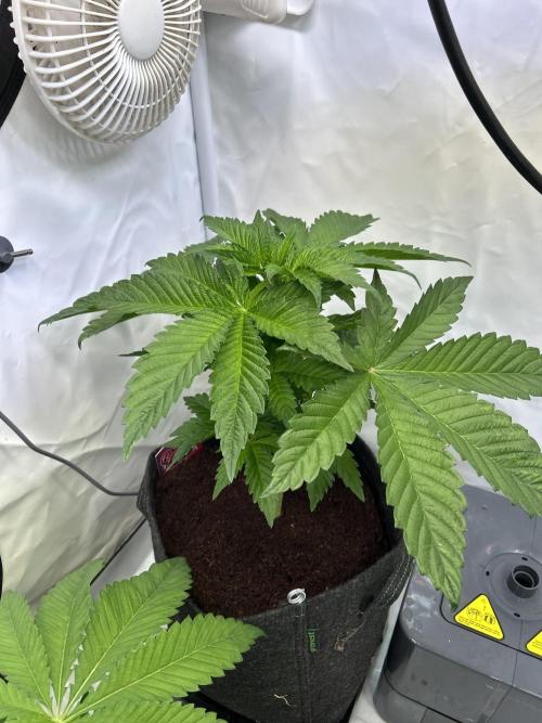 Gello-Z. Week 6