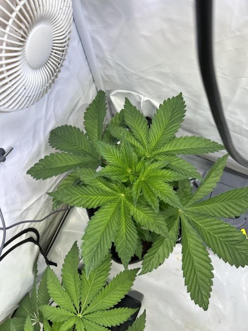 Gello-Z. Week 6