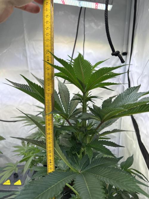 Melonade Runtz. Week 8
