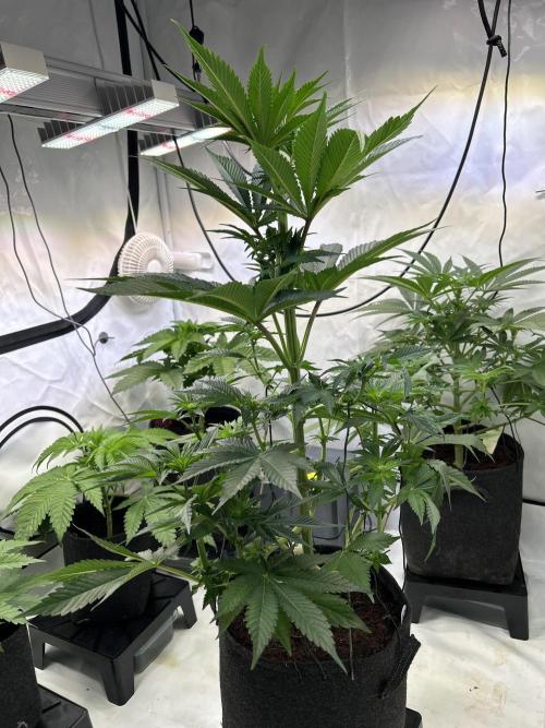 Melonade Runtz. Week 8