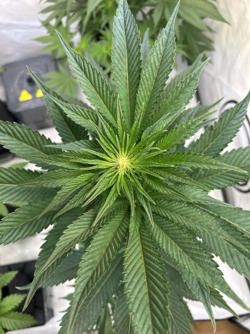Melonade Runtz. Week 8
