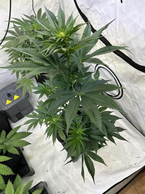 Melonade Runtz. Week 8