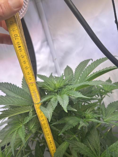 Blue Zenith. Week 9