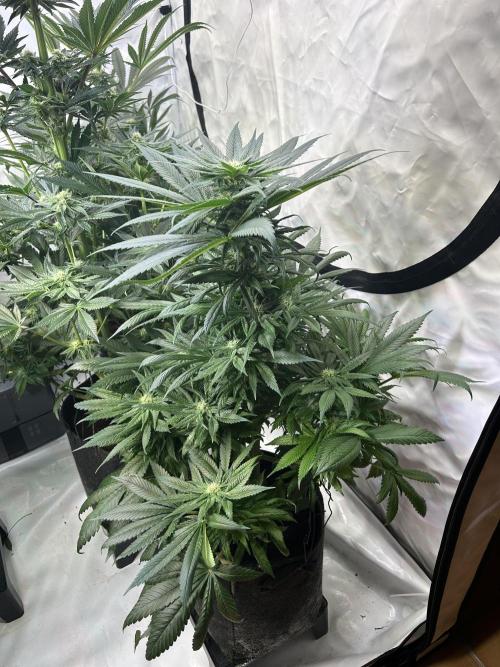 Blue zushi aka Blue Zenith. Week 9