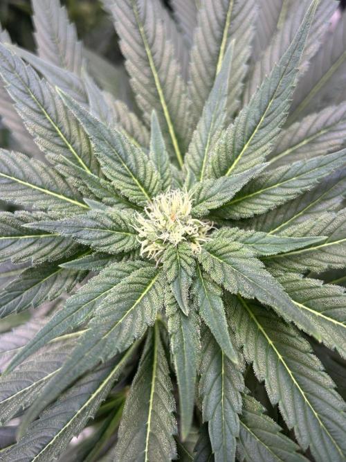 Blue zushi aka Blue Zenith. Week 9