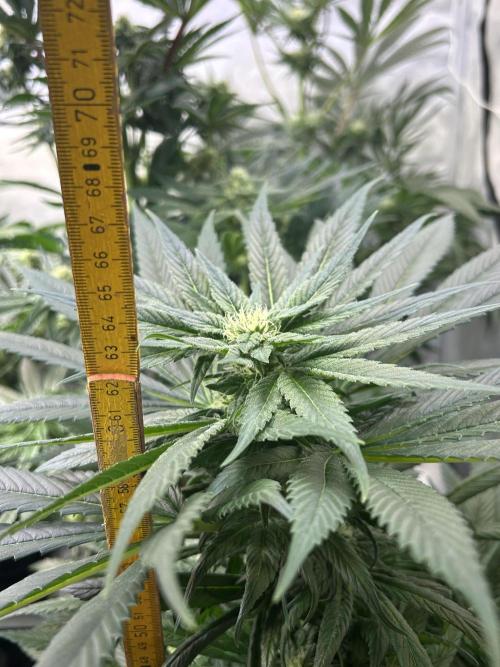 Blue Zenith. Week 9