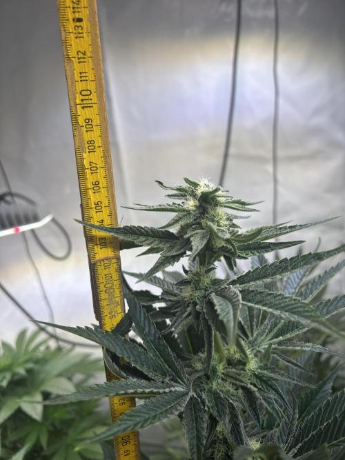 Melonade Runtz. Week 9
