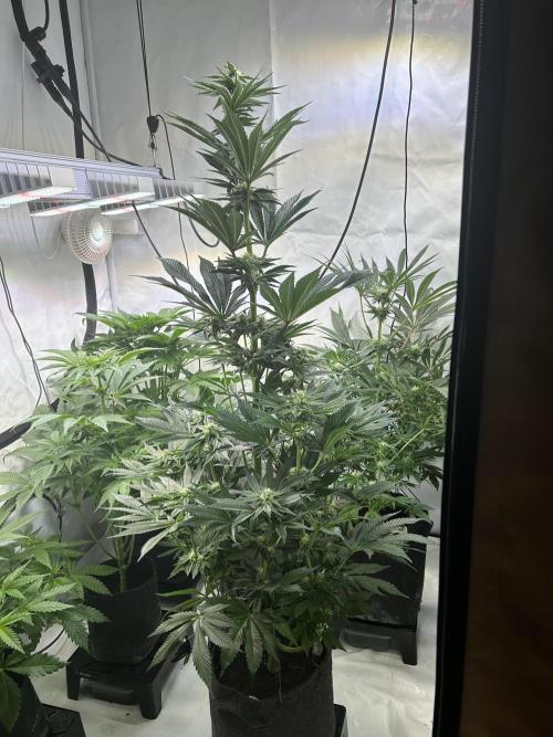 Melonade Runtz. Week 9