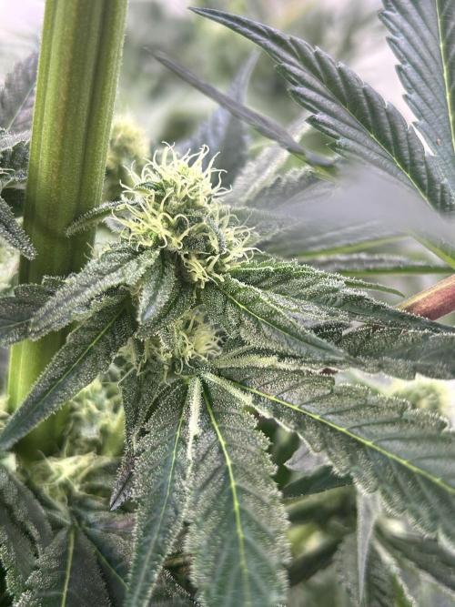 Melonade Runtz. Week 9