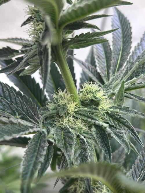 Melonade Runtz. Week 9