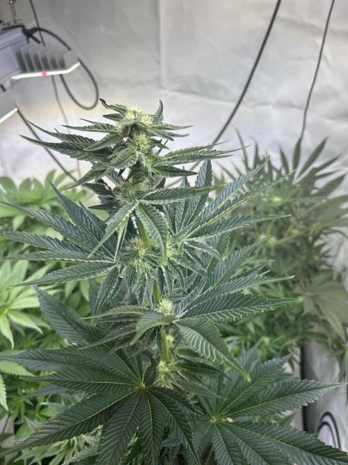Melonade Runtz. Week 9