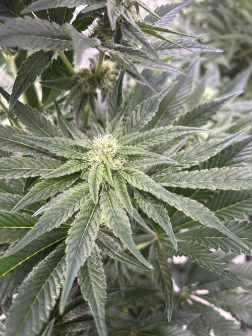 Melonade Runtz. Week 9