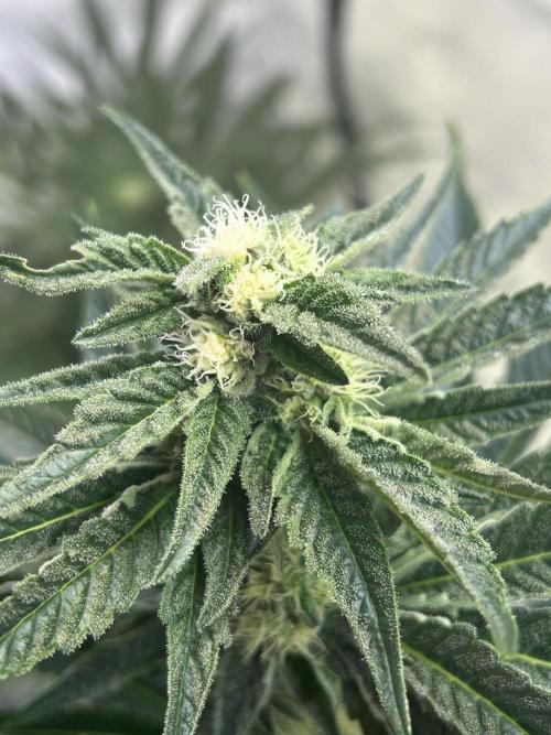Melonade Runtz. Week 9
