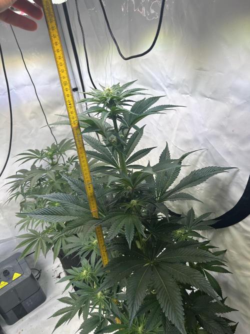 Melonade Runtz. Week 8