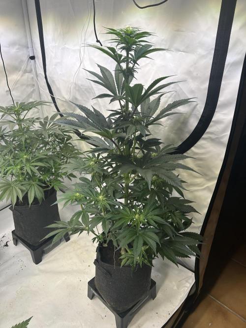 Melonade Runtz. Week 8