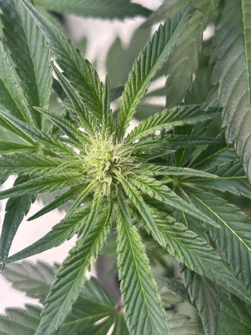 Melonade Runtz. Week 8