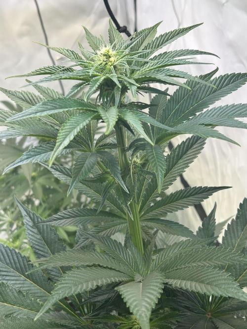 Melonade Runtz. Week 8