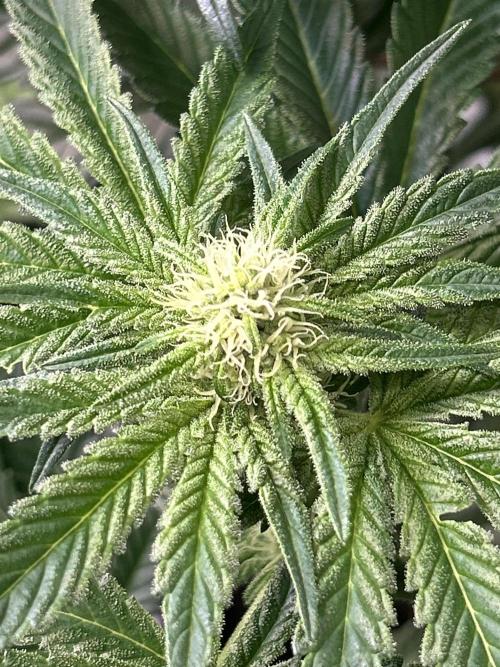 Melonade Runtz. Week 8