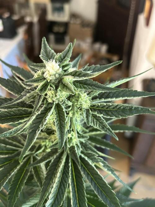 Melonade Runtz. Week 10