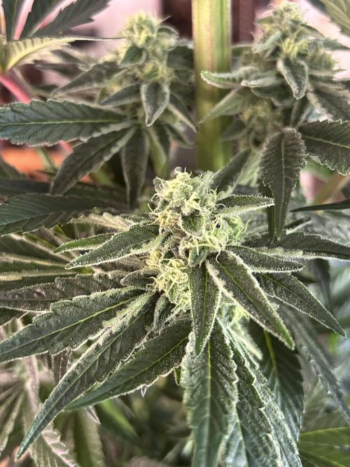 Melonade Runtz. Week 10