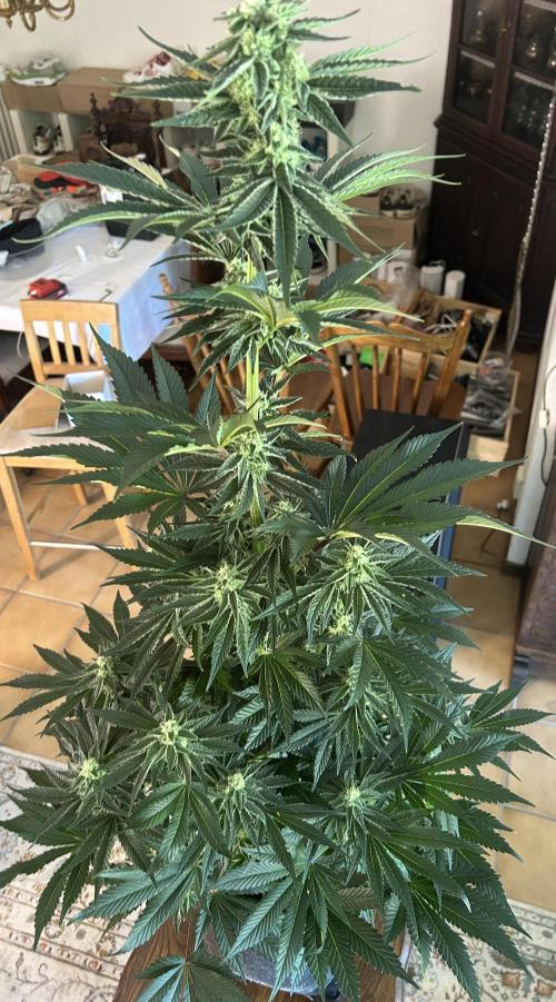 Melonade Runtz. Week 10