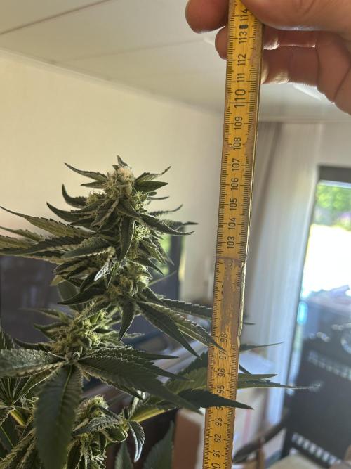 Melonade Runtz. Week 10