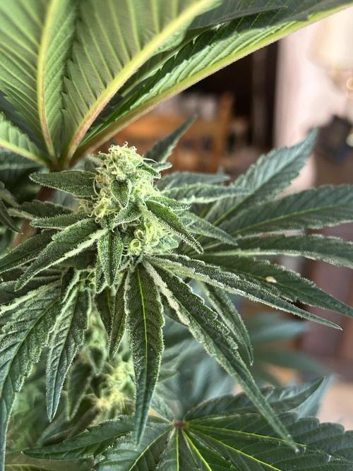Melonade Runtz. Week 10