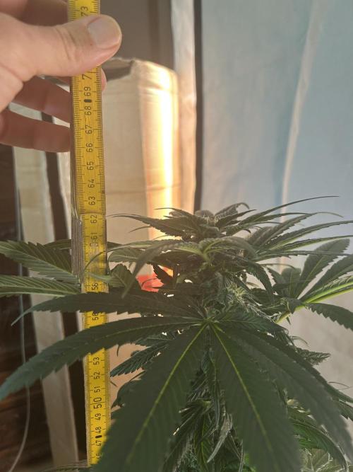 Blue zushi aka Blue Zenith. Week 10