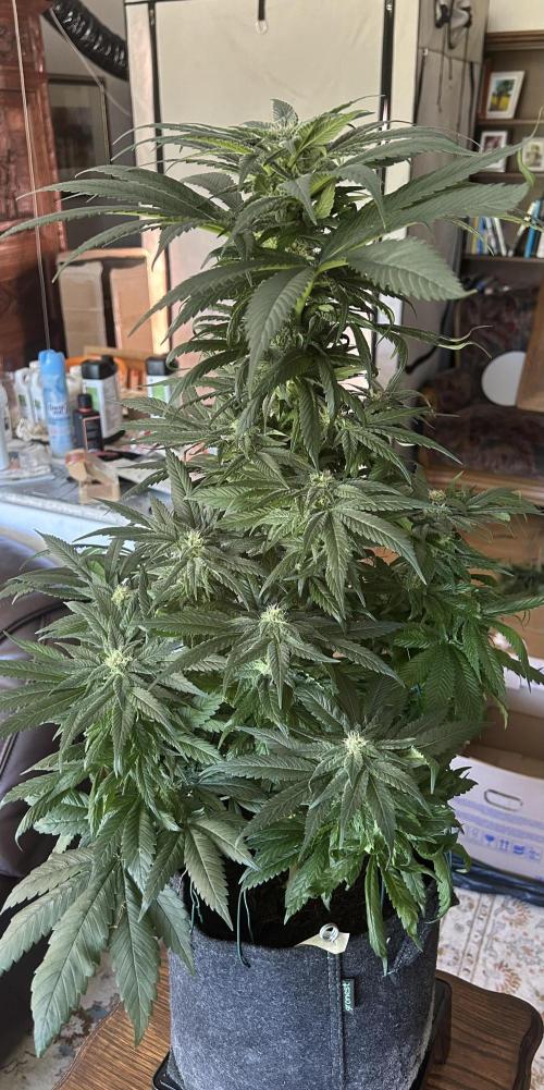 Blue zushi aka Blue Zenith. Week 10