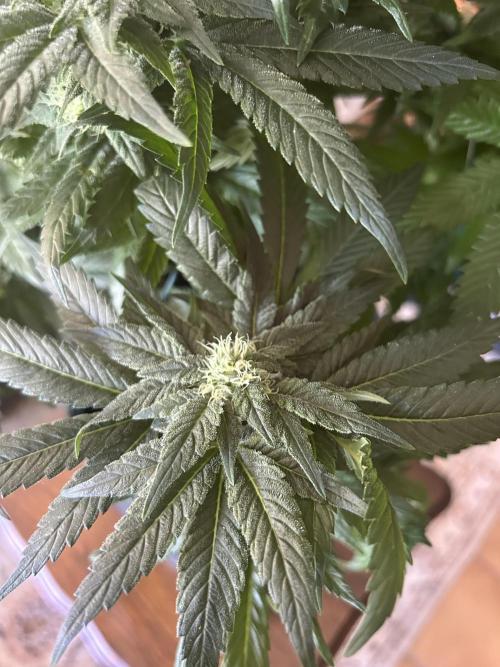 Blue zushi aka Blue Zenith. Week 10