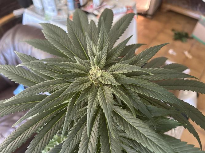Blue zushi aka Blue Zenith. Week 10