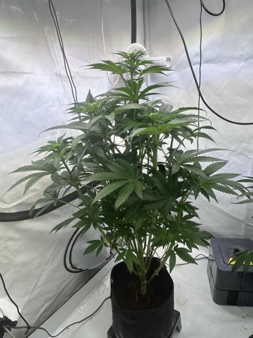 Gello-Z. Week 8