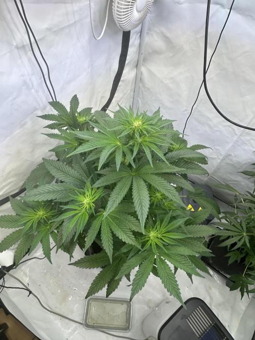 Gello-Z. Week 8