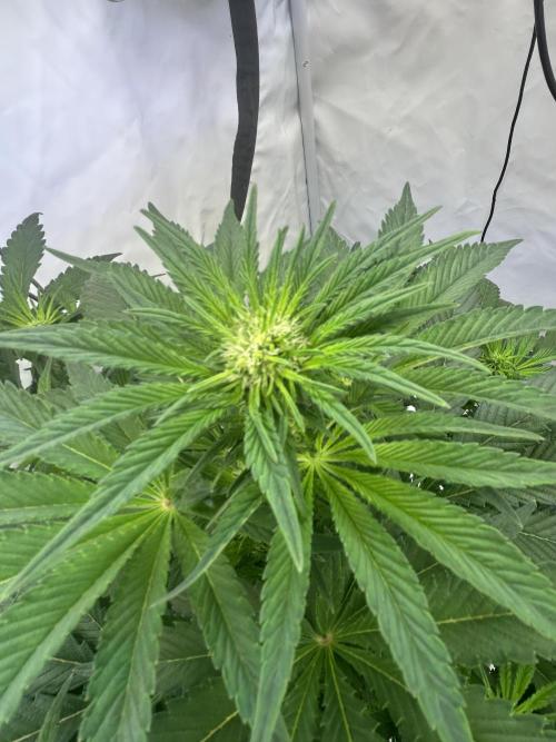 Gello-Z. Week 8