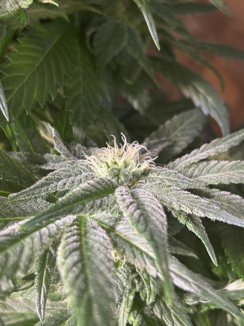 Blue zushi aka Blue Zenith. Week 9