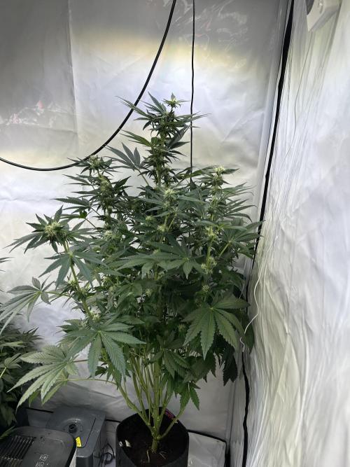 Gello-Z. Week 9