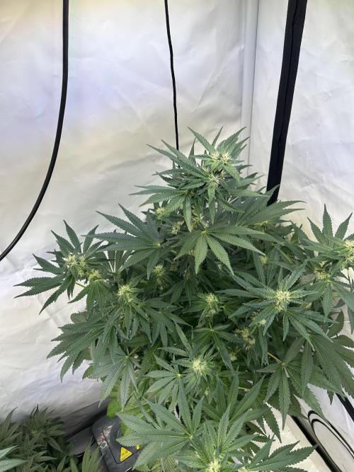Gello-Z. Week 9
