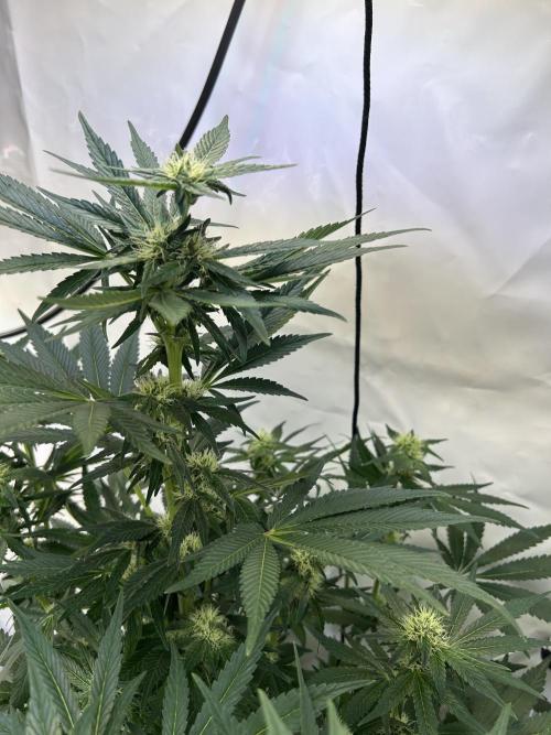 Gello-Z. Week 9