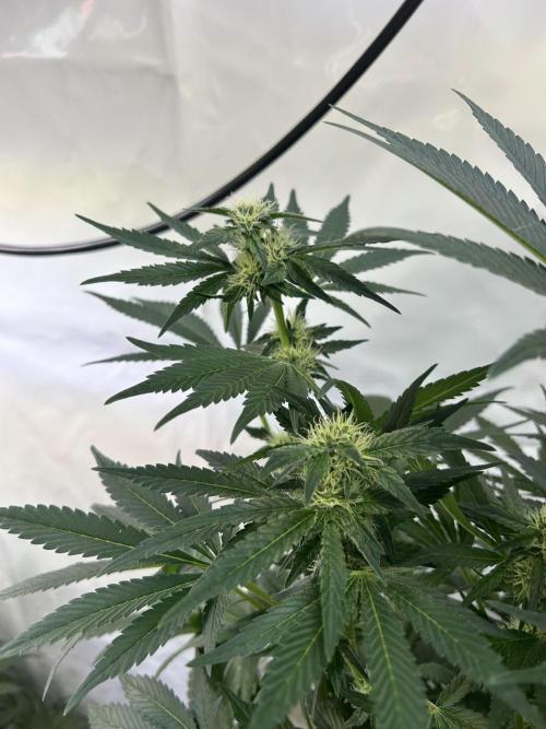 Gello-Z. Week 9