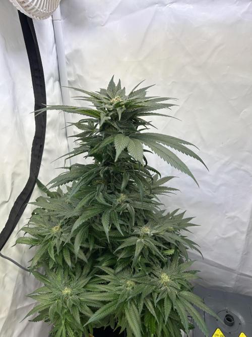 Blue zushi aka Blue Zenith. Week 11