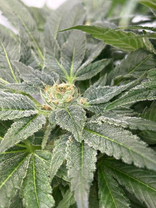 Blue zushi aka Blue Zenith. Week 11