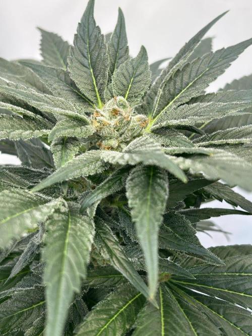 Blue zushi aka Blue Zenith. Week 11